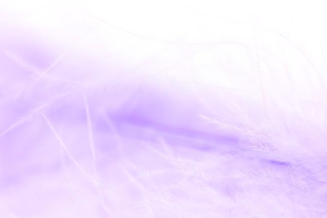 紫の羽